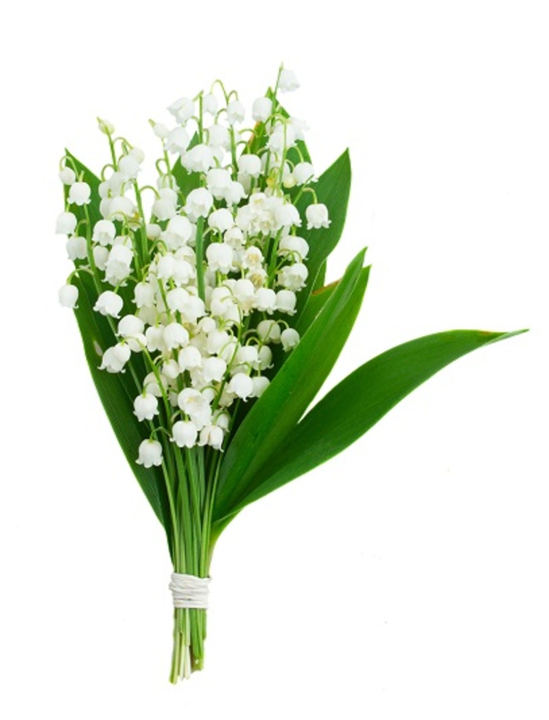 lilies flowers  / true flowers